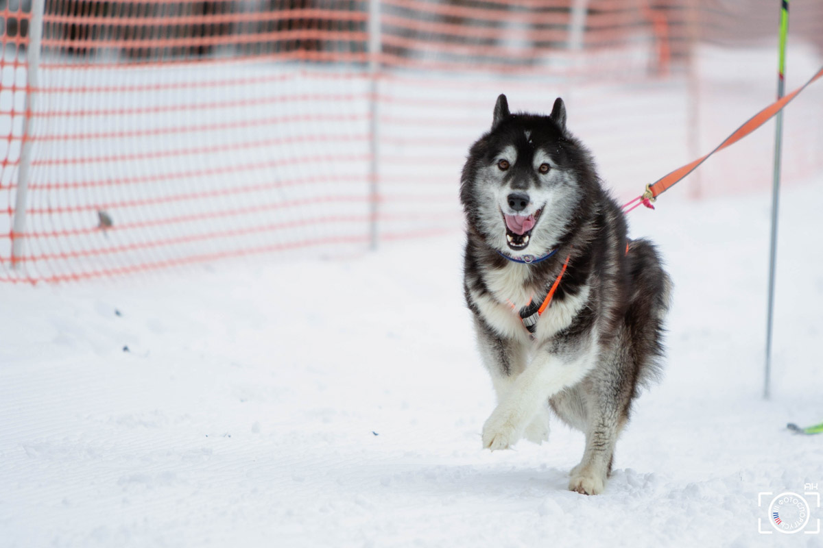 Поселок Красное Эхо Гусь-Хрустального района на три дня превратился, пожалуй, в самую дружелюбную точку на карте региона. А всё потому, что туда съехалось 500 хвостатых гонщиков из 12 регионов страны. На живописной трассе прошли традиционные соревнования «Семь вёрст… Crazy dog». Мохнатым спортсменам пришлось Преодолевать не только километры по заснеженному лесу, но и сильный мороз. Справились ли они? Рассказываем!