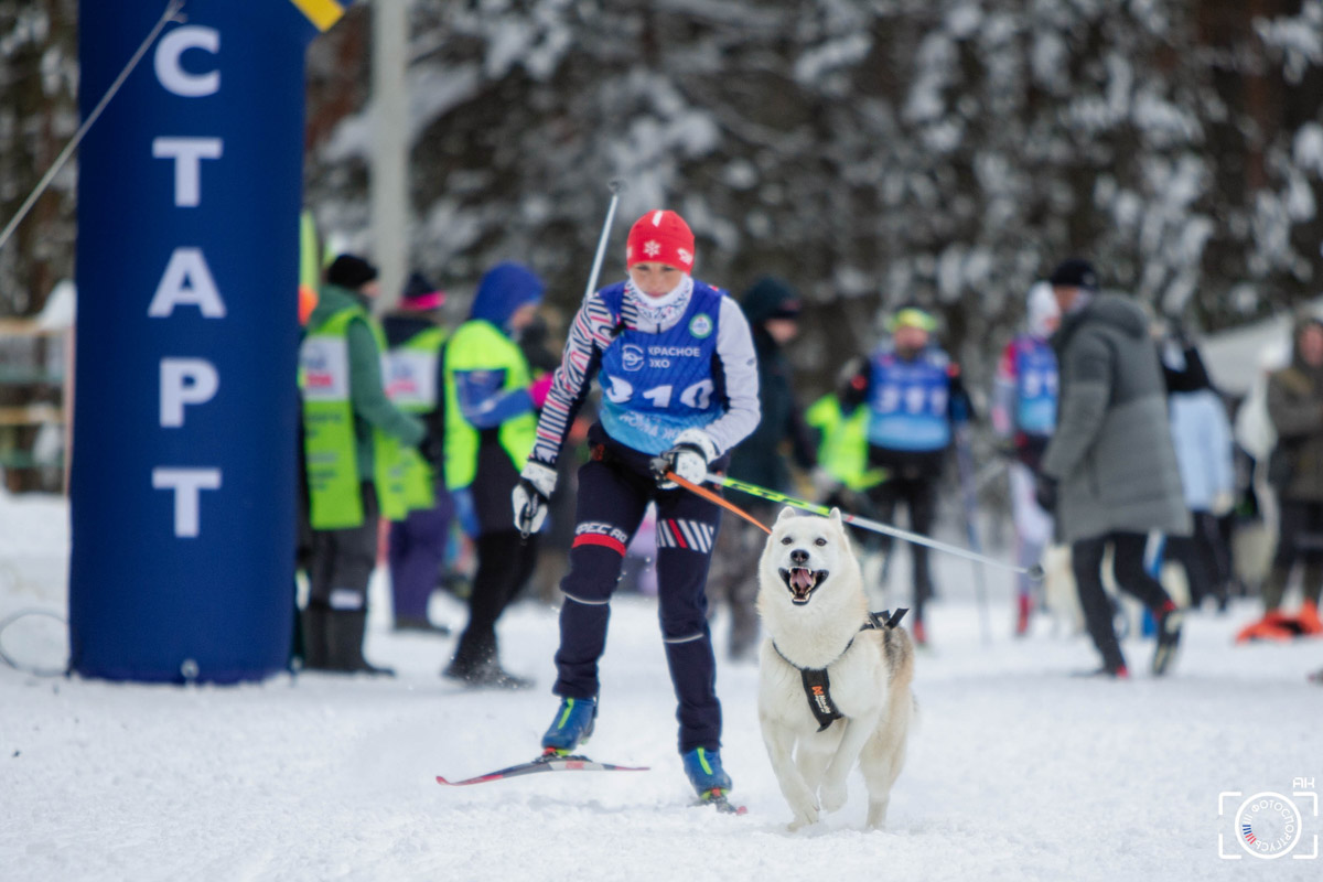 Поселок Красное Эхо Гусь-Хрустального района на три дня превратился, пожалуй, в самую дружелюбную точку на карте региона. А всё потому, что туда съехалось 500 хвостатых гонщиков из 12 регионов страны. На живописной трассе прошли традиционные соревнования «Семь вёрст… Crazy dog». Мохнатым спортсменам пришлось Преодолевать не только километры по заснеженному лесу, но и сильный мороз. Справились ли они? Рассказываем!