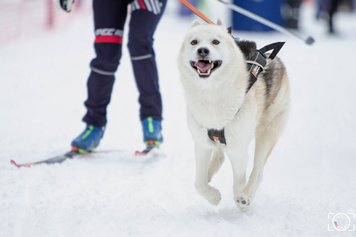Поселок Красное Эхо Гусь-Хрустального района на три дня превратился, пожалуй, в самую дружелюбную точку на карте региона. А всё потому, что туда съехалось 500 хвостатых гонщиков из 12 регионов страны. На живописной трассе прошли традиционные соревнования «Семь вёрст… Crazy dog». Мохнатым спортсменам пришлось Преодолевать не только километры по заснеженному лесу, но и сильный мороз. Справились ли они? Рассказываем!