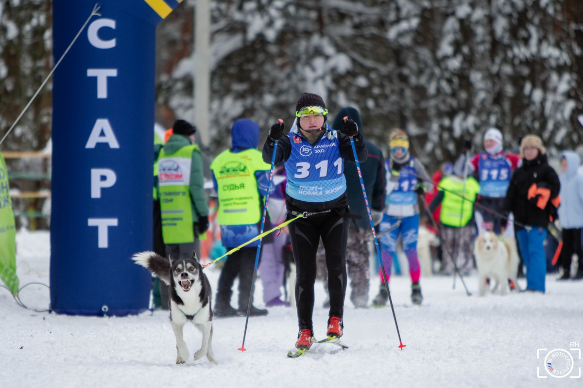 Поселок Красное Эхо Гусь-Хрустального района на три дня превратился, пожалуй, в самую дружелюбную точку на карте региона. А всё потому, что туда съехалось 500 хвостатых гонщиков из 12 регионов страны. На живописной трассе прошли традиционные соревнования «Семь вёрст… Crazy dog». Мохнатым спортсменам пришлось Преодолевать не только километры по заснеженному лесу, но и сильный мороз. Справились ли они? Рассказываем!