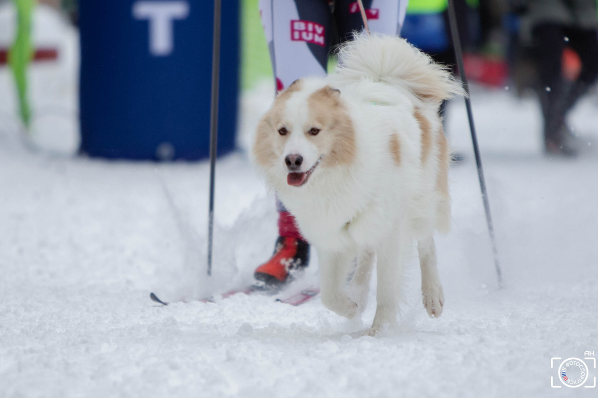 Поселок Красное Эхо Гусь-Хрустального района на три дня превратился, пожалуй, в самую дружелюбную точку на карте региона. А всё потому, что туда съехалось 500 хвостатых гонщиков из 12 регионов страны. На живописной трассе прошли традиционные соревнования «Семь вёрст… Crazy dog». Мохнатым спортсменам пришлось Преодолевать не только километры по заснеженному лесу, но и сильный мороз. Справились ли они? Рассказываем!
