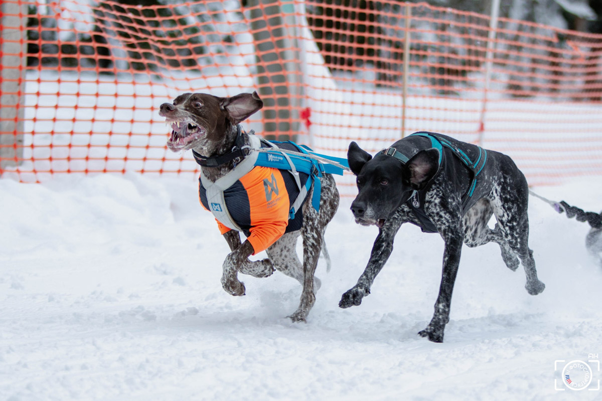 Поселок Красное Эхо Гусь-Хрустального района на три дня превратился, пожалуй, в самую дружелюбную точку на карте региона. А всё потому, что туда съехалось 500 хвостатых гонщиков из 12 регионов страны. На живописной трассе прошли традиционные соревнования «Семь вёрст… Crazy dog». Мохнатым спортсменам пришлось Преодолевать не только километры по заснеженному лесу, но и сильный мороз. Справились ли они? Рассказываем!