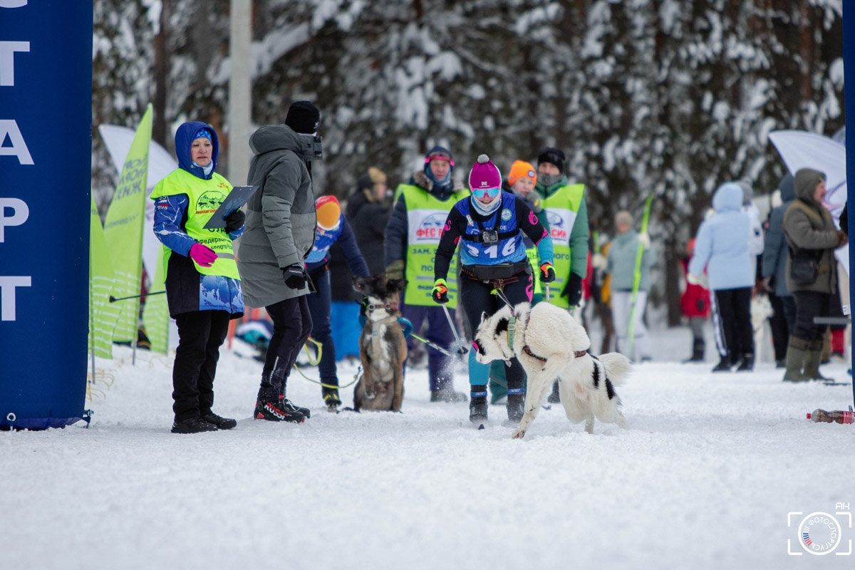 Поселок Красное Эхо Гусь-Хрустального района на три дня превратился, пожалуй, в самую дружелюбную точку на карте региона. А всё потому, что туда съехалось 500 хвостатых гонщиков из 12 регионов страны. На живописной трассе прошли традиционные соревнования «Семь вёрст… Crazy dog». Мохнатым спортсменам пришлось Преодолевать не только километры по заснеженному лесу, но и сильный мороз. Справились ли они? Рассказываем!