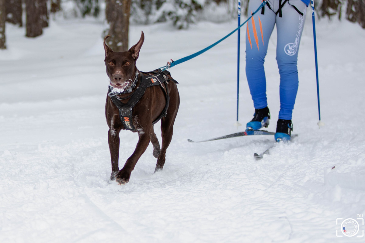 Поселок Красное Эхо Гусь-Хрустального района на три дня превратился, пожалуй, в самую дружелюбную точку на карте региона. А всё потому, что туда съехалось 500 хвостатых гонщиков из 12 регионов страны. На живописной трассе прошли традиционные соревнования «Семь вёрст… Crazy dog». Мохнатым спортсменам пришлось Преодолевать не только километры по заснеженному лесу, но и сильный мороз. Справились ли они? Рассказываем!