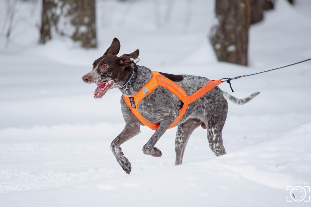 Поселок Красное Эхо Гусь-Хрустального района на три дня превратился, пожалуй, в самую дружелюбную точку на карте региона. А всё потому, что туда съехалось 500 хвостатых гонщиков из 12 регионов страны. На живописной трассе прошли традиционные соревнования «Семь вёрст… Crazy dog». Мохнатым спортсменам пришлось Преодолевать не только километры по заснеженному лесу, но и сильный мороз. Справились ли они? Рассказываем!