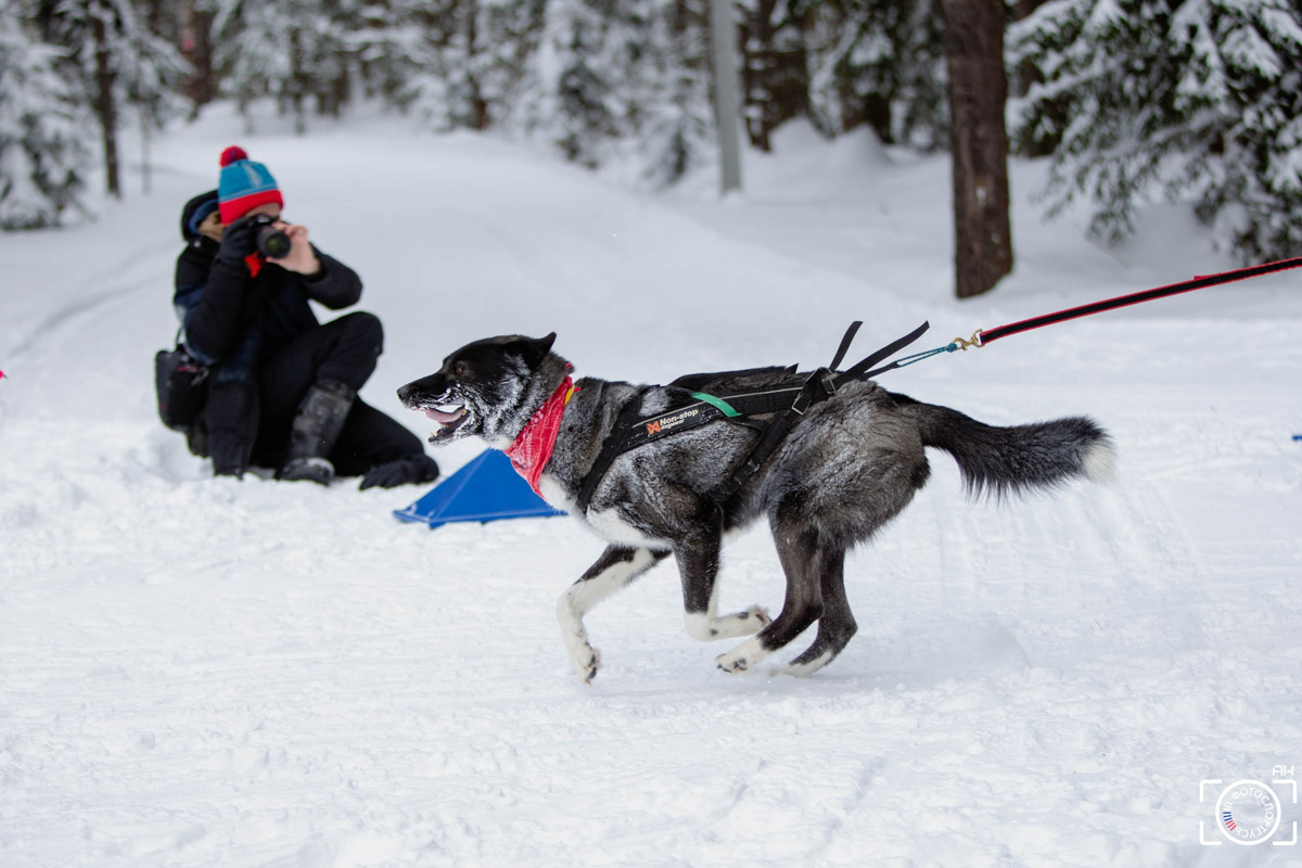 Поселок Красное Эхо Гусь-Хрустального района на три дня превратился, пожалуй, в самую дружелюбную точку на карте региона. А всё потому, что туда съехалось 500 хвостатых гонщиков из 12 регионов страны. На живописной трассе прошли традиционные соревнования «Семь вёрст… Crazy dog». Мохнатым спортсменам пришлось Преодолевать не только километры по заснеженному лесу, но и сильный мороз. Справились ли они? Рассказываем!
