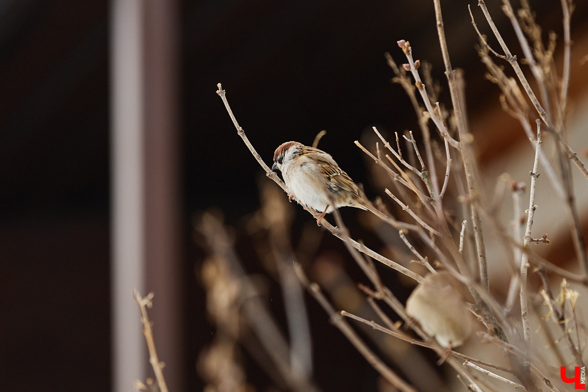 Внимание! По всей стране стартовала перепись… воробьев! Звучит как шутка, но подобное мероприятие проходит уже не первый год и каждый раз активно обсуждается в социальных сетях. «Ключ-Медиа» не мог пройти мимо и выяснил подробности об учете пернатых.