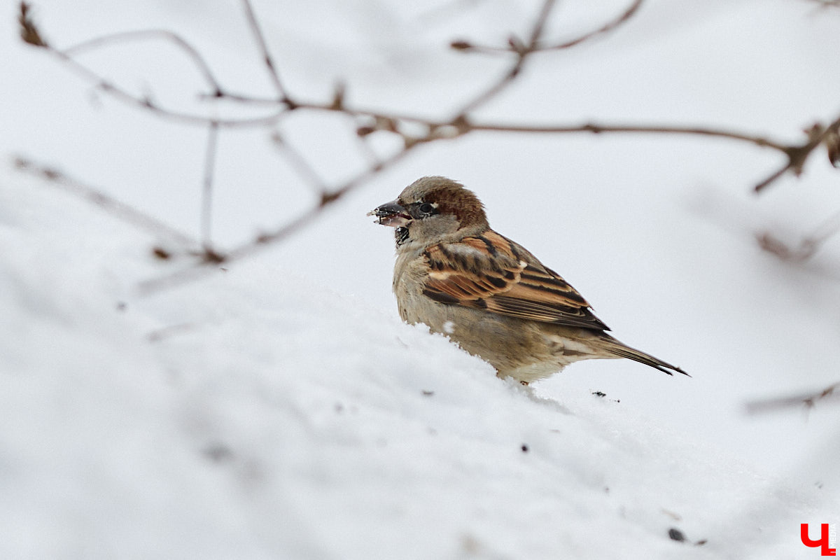 Внимание! По всей стране стартовала перепись… воробьев! Звучит как шутка, но подобное мероприятие проходит уже не первый год и каждый раз активно обсуждается в социальных сетях. «Ключ-Медиа» не мог пройти мимо и выяснил подробности об учете пернатых.