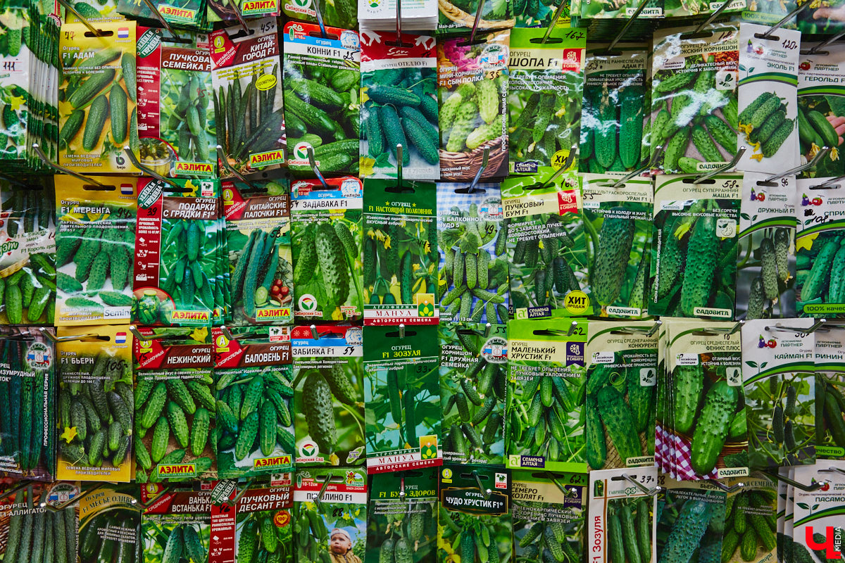 Во Владимирской области зафиксирован рекордный рост стоимости огурцов. Зеленые овощи уже обогнали в рейтинге экзотические бананы и ананасы и стали вирусным мемом. Сколько стоят огурцы и другие продукты в 33-м регионе? «Ключ-Медиа» изучил сводную таблицу потребительских цен по четырем городам Владимирской области.