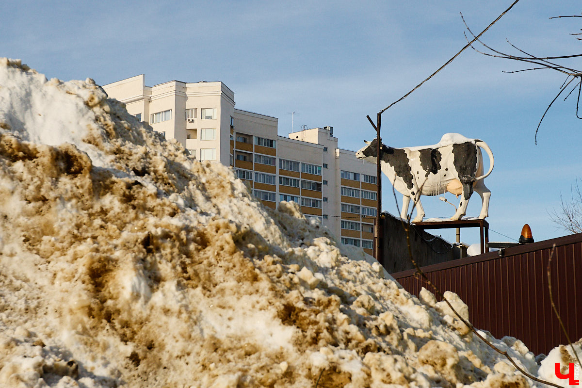 Вы знали, что во Владимире на одной улице могут ужиться бульдог, лев и лиса с вороной, а на заборах отдыхают… коровы. Весь этот удивительный зоопарк представлен в виде арт-объектов, изображающих милых и забавных зверей, выполненных из разных материалов. А чтобы наши читатели не блуждали по всему городу в поисках композиций, мы собрали и запечатлели их сами. Любуйтесь и приходите смотреть фигурки собственными глазами.