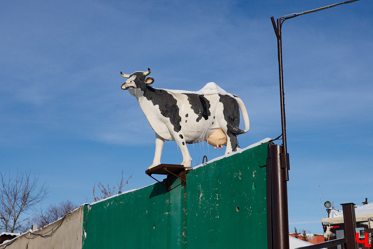 Вы знали, что во Владимире на одной улице могут ужиться бульдог, лев и лиса с вороной, а на заборах отдыхают… коровы. Весь этот удивительный зоопарк представлен в виде арт-объектов, изображающих милых и забавных зверей, выполненных из разных материалов. А чтобы наши читатели не блуждали по всему городу в поисках композиций, мы собрали и запечатлели их сами. Любуйтесь и приходите смотреть фигурки собственными глазами.