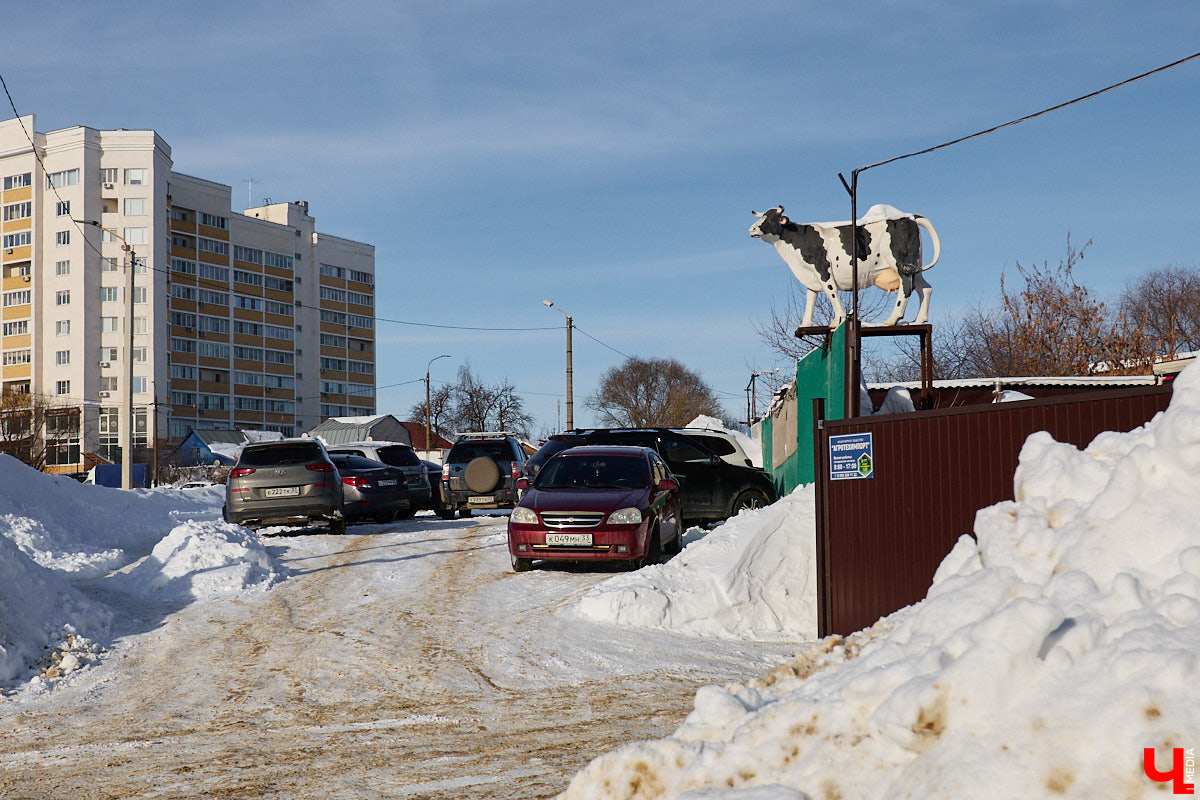 Вы знали, что во Владимире на одной улице могут ужиться бульдог, лев и лиса с вороной, а на заборах отдыхают… коровы. Весь этот удивительный зоопарк представлен в виде арт-объектов, изображающих милых и забавных зверей, выполненных из разных материалов. А чтобы наши читатели не блуждали по всему городу в поисках композиций, мы собрали и запечатлели их сами. Любуйтесь и приходите смотреть фигурки собственными глазами.