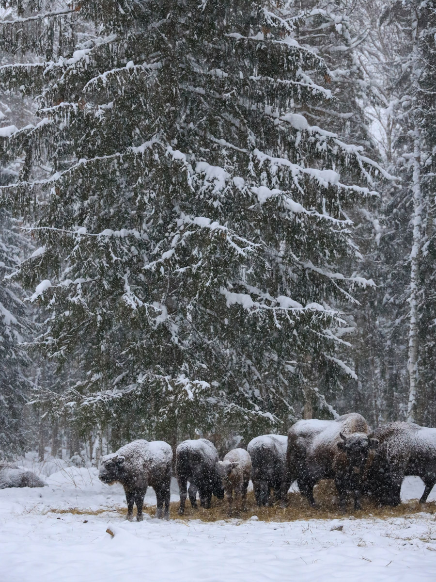 Владимирские фотоохотники не теряют времени зря. С объективом в руках они бродят по заснеженным паркам, городским улочкам и лесным тропам, чтобы порадовать своих подписчиков забавными снимками зверушек в их естественной среде обитания. «Ключ-Медиа» собрал самые интересные кадры.