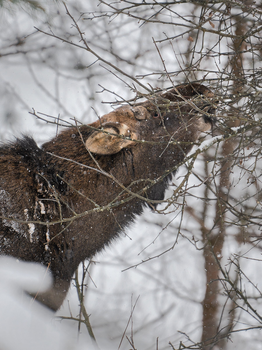 Владимирские фотоохотники не теряют времени зря. С объективом в руках они бродят по заснеженным паркам, городским улочкам и лесным тропам, чтобы порадовать своих подписчиков забавными снимками зверушек в их естественной среде обитания. «Ключ-Медиа» собрал самые интересные кадры.