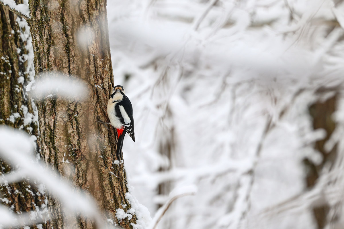 Владимирские фотоохотники не теряют времени зря. С объективом в руках они бродят по заснеженным паркам, городским улочкам и лесным тропам, чтобы порадовать своих подписчиков забавными снимками зверушек в их естественной среде обитания. «Ключ-Медиа» собрал самые интересные кадры.