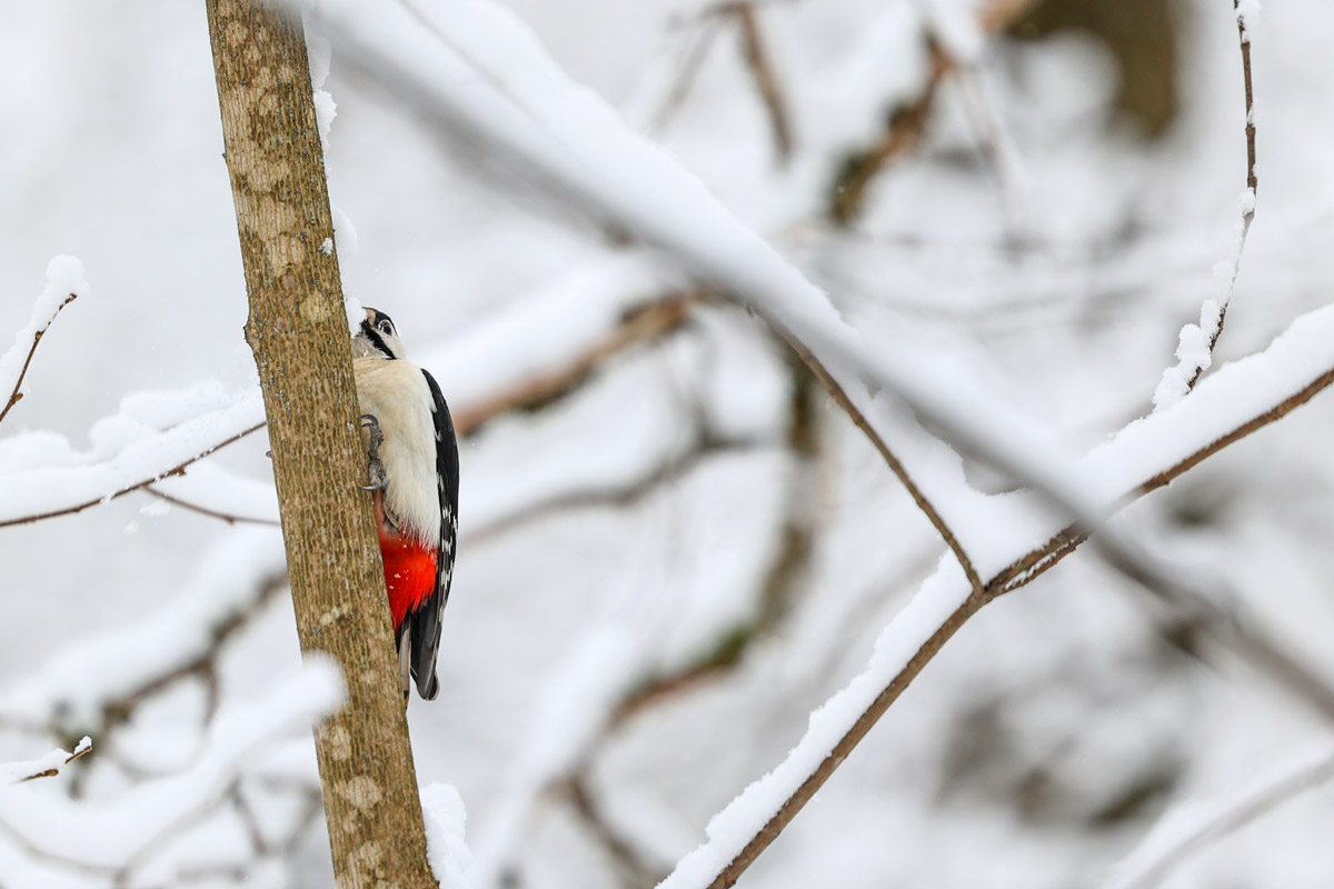 Владимирские фотоохотники не теряют времени зря. С объективом в руках они бродят по заснеженным паркам, городским улочкам и лесным тропам, чтобы порадовать своих подписчиков забавными снимками зверушек в их естественной среде обитания. «Ключ-Медиа» собрал самые интересные кадры.