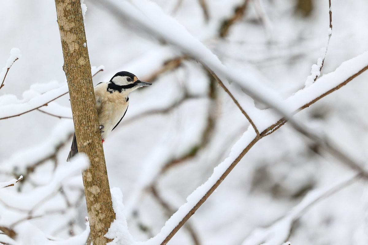 Владимирские фотоохотники не теряют времени зря. С объективом в руках они бродят по заснеженным паркам, городским улочкам и лесным тропам, чтобы порадовать своих подписчиков забавными снимками зверушек в их естественной среде обитания. «Ключ-Медиа» собрал самые интересные кадры.