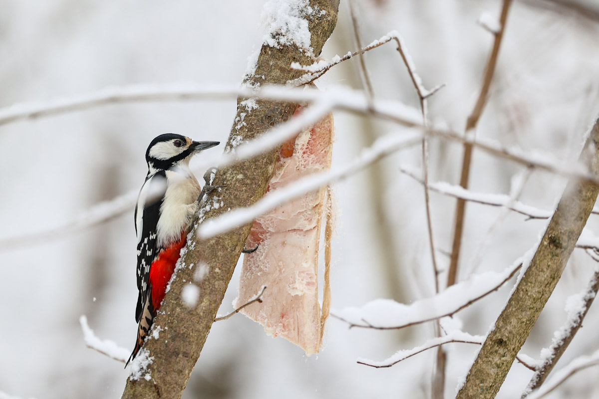 Владимирские фотоохотники не теряют времени зря. С объективом в руках они бродят по заснеженным паркам, городским улочкам и лесным тропам, чтобы порадовать своих подписчиков забавными снимками зверушек в их естественной среде обитания. «Ключ-Медиа» собрал самые интересные кадры.