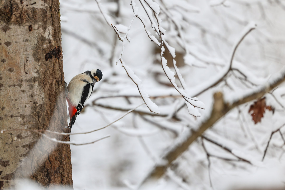 Владимирские фотоохотники не теряют времени зря. С объективом в руках они бродят по заснеженным паркам, городским улочкам и лесным тропам, чтобы порадовать своих подписчиков забавными снимками зверушек в их естественной среде обитания. «Ключ-Медиа» собрал самые интересные кадры.