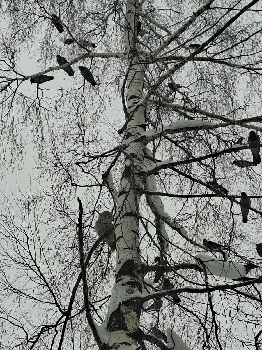 Владимирские фотоохотники не теряют времени зря. С объективом в руках они бродят по заснеженным паркам, городским улочкам и лесным тропам, чтобы порадовать своих подписчиков забавными снимками зверушек в их естественной среде обитания. «Ключ-Медиа» собрал самые интересные кадры.