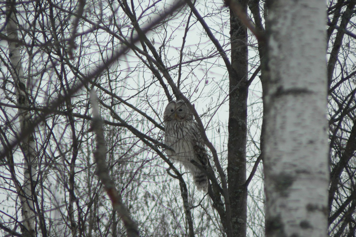 Владимирские фотоохотники не теряют времени зря. С объективом в руках они бродят по заснеженным паркам, городским улочкам и лесным тропам, чтобы порадовать своих подписчиков забавными снимками зверушек в их естественной среде обитания. «Ключ-Медиа» собрал самые интересные кадры.