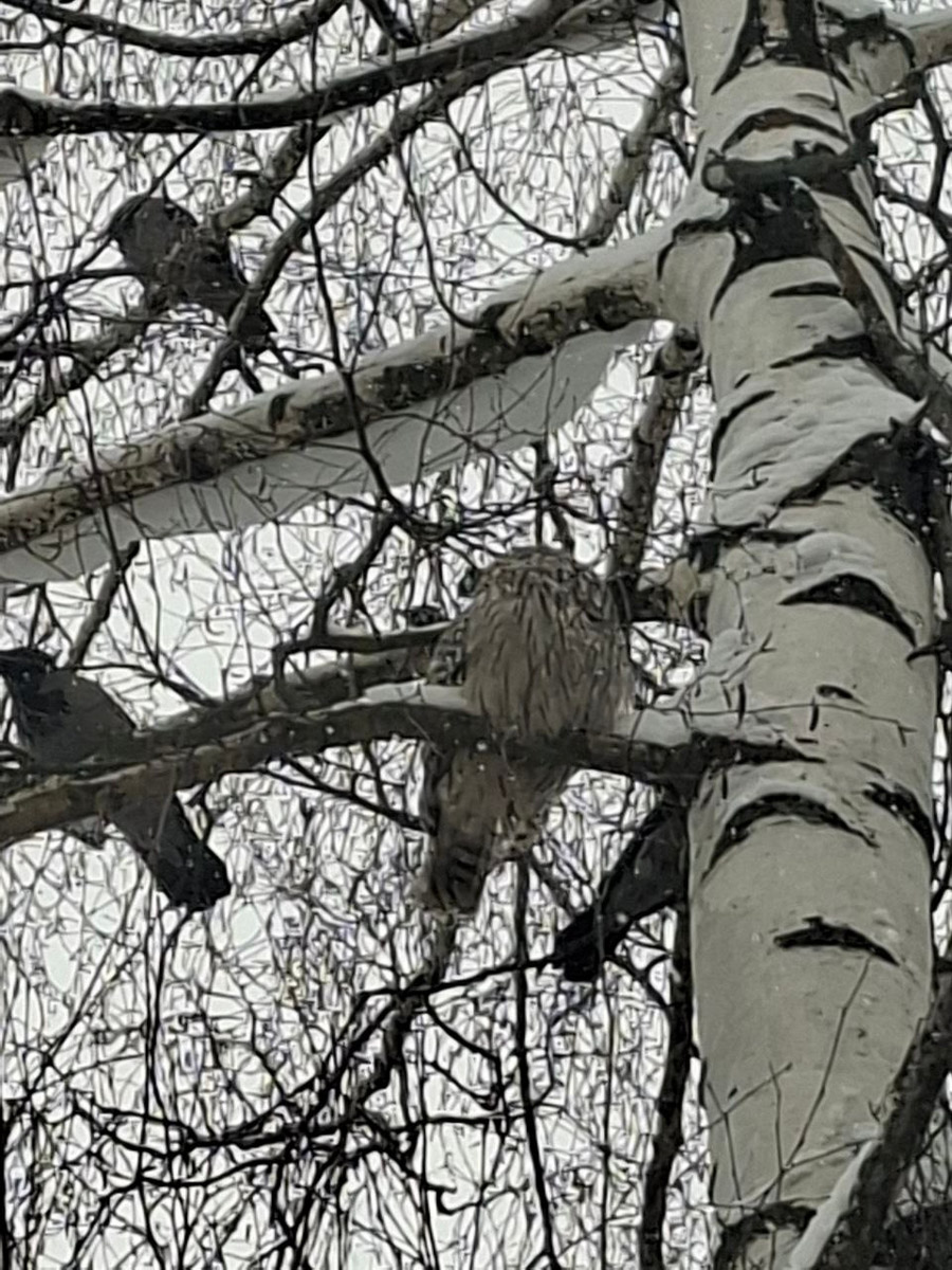 Владимирские фотоохотники не теряют времени зря. С объективом в руках они бродят по заснеженным паркам, городским улочкам и лесным тропам, чтобы порадовать своих подписчиков забавными снимками зверушек в их естественной среде обитания. «Ключ-Медиа» собрал самые интересные кадры.
