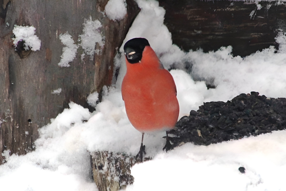 Владимирские фотоохотники не теряют времени зря. С объективом в руках они бродят по заснеженным паркам, городским улочкам и лесным тропам, чтобы порадовать своих подписчиков забавными снимками зверушек в их естественной среде обитания. «Ключ-Медиа» собрал самые интересные кадры.