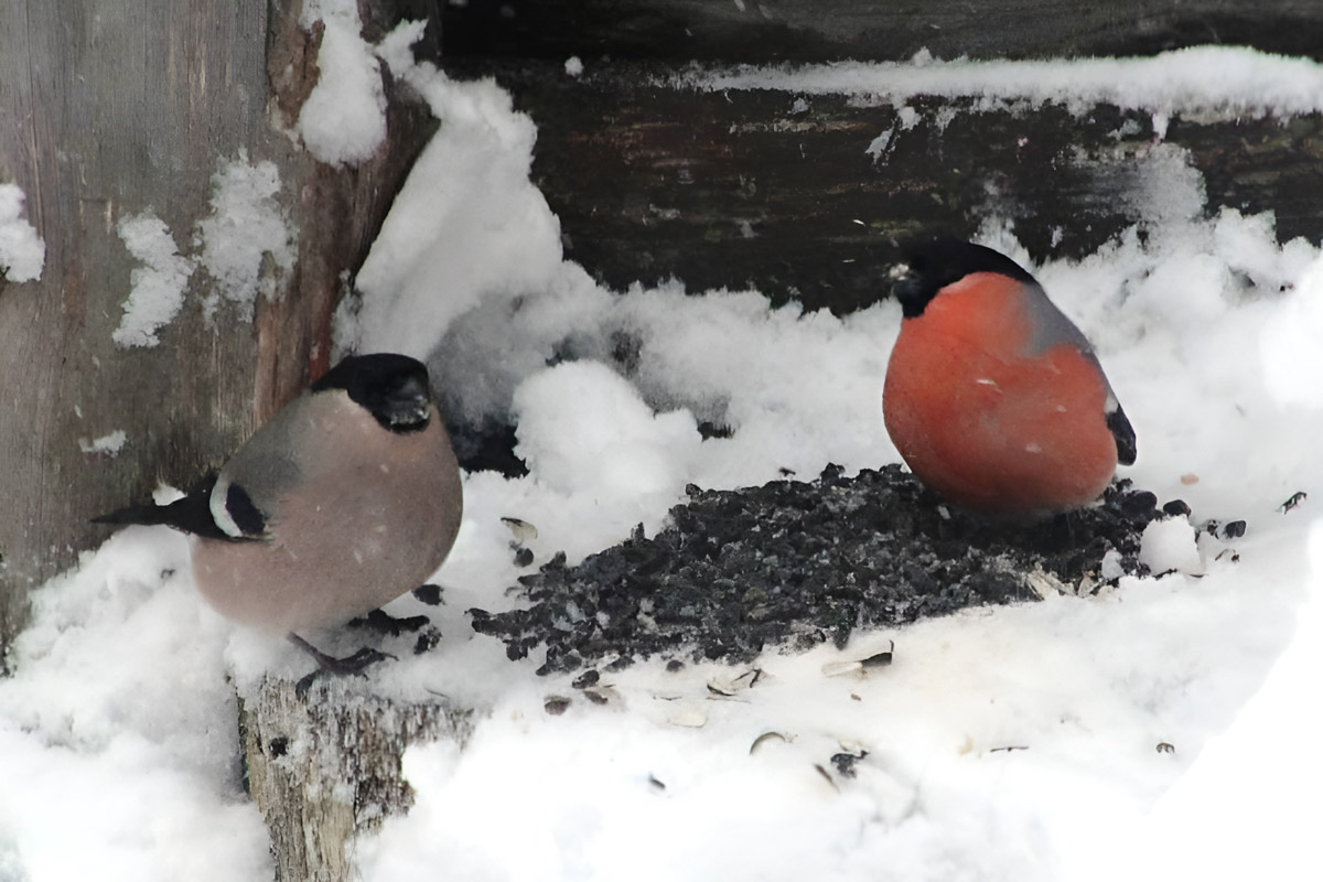 Владимирские фотоохотники не теряют времени зря. С объективом в руках они бродят по заснеженным паркам, городским улочкам и лесным тропам, чтобы порадовать своих подписчиков забавными снимками зверушек в их естественной среде обитания. «Ключ-Медиа» собрал самые интересные кадры.