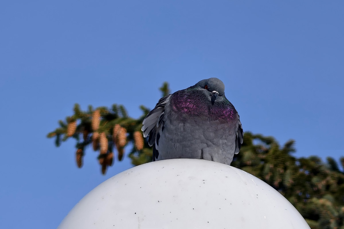 Владимирские фотоохотники не теряют времени зря. С объективом в руках они бродят по заснеженным паркам, городским улочкам и лесным тропам, чтобы порадовать своих подписчиков забавными снимками зверушек в их естественной среде обитания. «Ключ-Медиа» собрал самые интересные кадры.