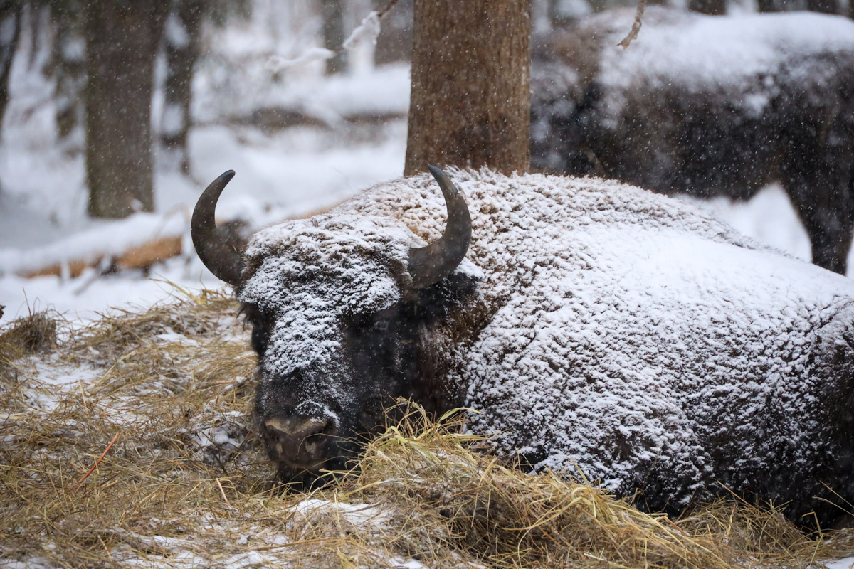 Владимирские фотоохотники не теряют времени зря. С объективом в руках они бродят по заснеженным паркам, городским улочкам и лесным тропам, чтобы порадовать своих подписчиков забавными снимками зверушек в их естественной среде обитания. «Ключ-Медиа» собрал самые интересные кадры.