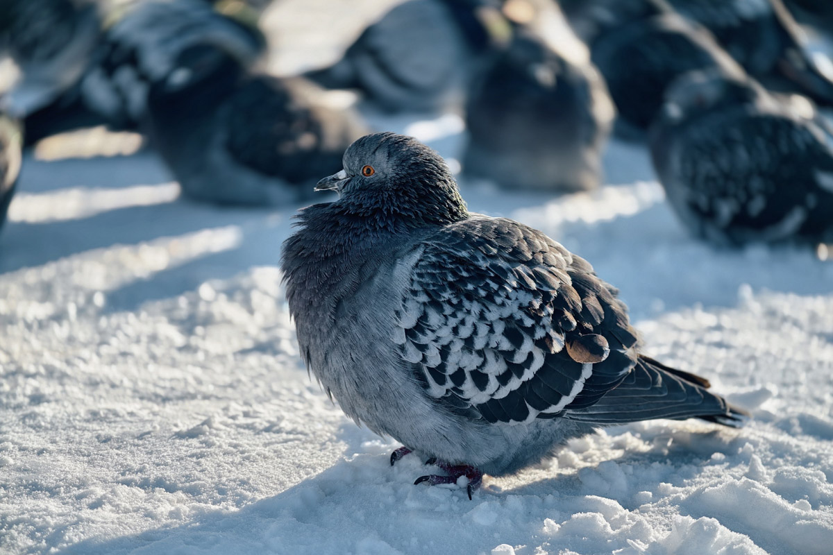 Владимирские фотоохотники не теряют времени зря. С объективом в руках они бродят по заснеженным паркам, городским улочкам и лесным тропам, чтобы порадовать своих подписчиков забавными снимками зверушек в их естественной среде обитания. «Ключ-Медиа» собрал самые интересные кадры.
