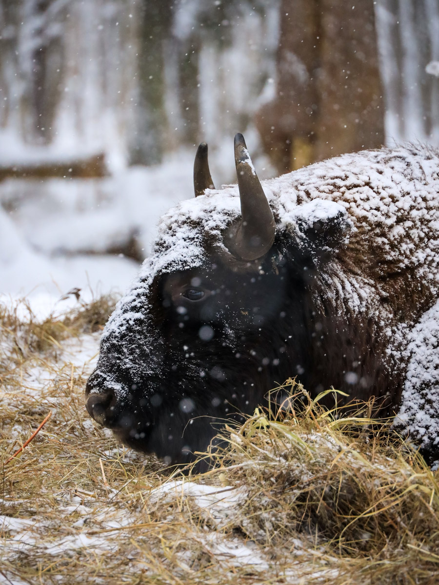 Владимирские фотоохотники не теряют времени зря. С объективом в руках они бродят по заснеженным паркам, городским улочкам и лесным тропам, чтобы порадовать своих подписчиков забавными снимками зверушек в их естественной среде обитания. «Ключ-Медиа» собрал самые интересные кадры.