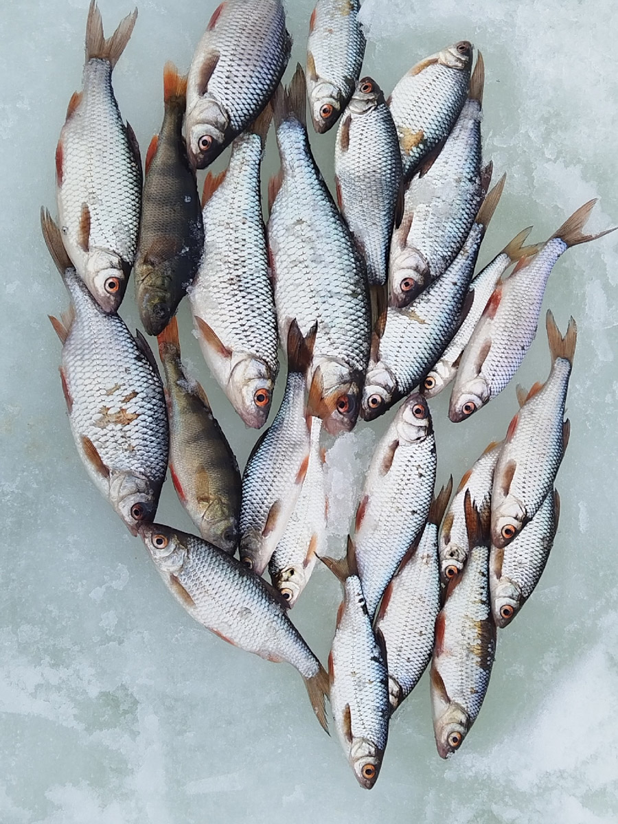 Рыбаки 33-го региона подводят итоги сезона твердой воды. В отличие от прошлого года, на сей раз водоемы Владимирской области трофейными судаками и щуками не порадовали. Сначала долго не мог встать лед, потом закружили метели и ударили морозы. «Ключ-Медиа» узнал, как погода повлияла на клев и попались ли на удочку любителям зимней ловли стоящие экземпляры.