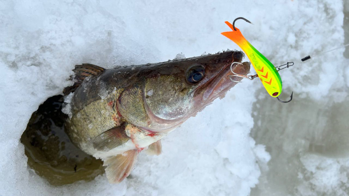 Рыбаки 33-го региона подводят итоги сезона твердой воды. В отличие от прошлого года, на сей раз водоемы Владимирской области трофейными судаками и щуками не порадовали. Сначала долго не мог встать лед, потом закружили метели и ударили морозы. «Ключ-Медиа» узнал, как погода повлияла на клев и попались ли на удочку любителям зимней ловли стоящие экземпляры.