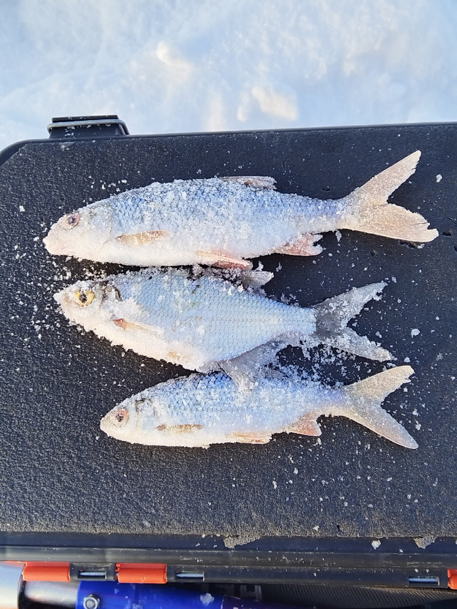 Рыбаки 33-го региона подводят итоги сезона твердой воды. В отличие от прошлого года, на сей раз водоемы Владимирской области трофейными судаками и щуками не порадовали. Сначала долго не мог встать лед, потом закружили метели и ударили морозы. «Ключ-Медиа» узнал, как погода повлияла на клев и попались ли на удочку любителям зимней ловли стоящие экземпляры.