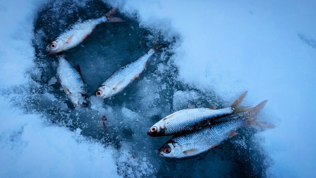 Рыбаки 33-го региона подводят итоги сезона твердой воды. В отличие от прошлого года, на сей раз водоемы Владимирской области трофейными судаками и щуками не порадовали. Сначала долго не мог встать лед, потом закружили метели и ударили морозы. «Ключ-Медиа» узнал, как погода повлияла на клев и попались ли на удочку любителям зимней ловли стоящие экземпляры.