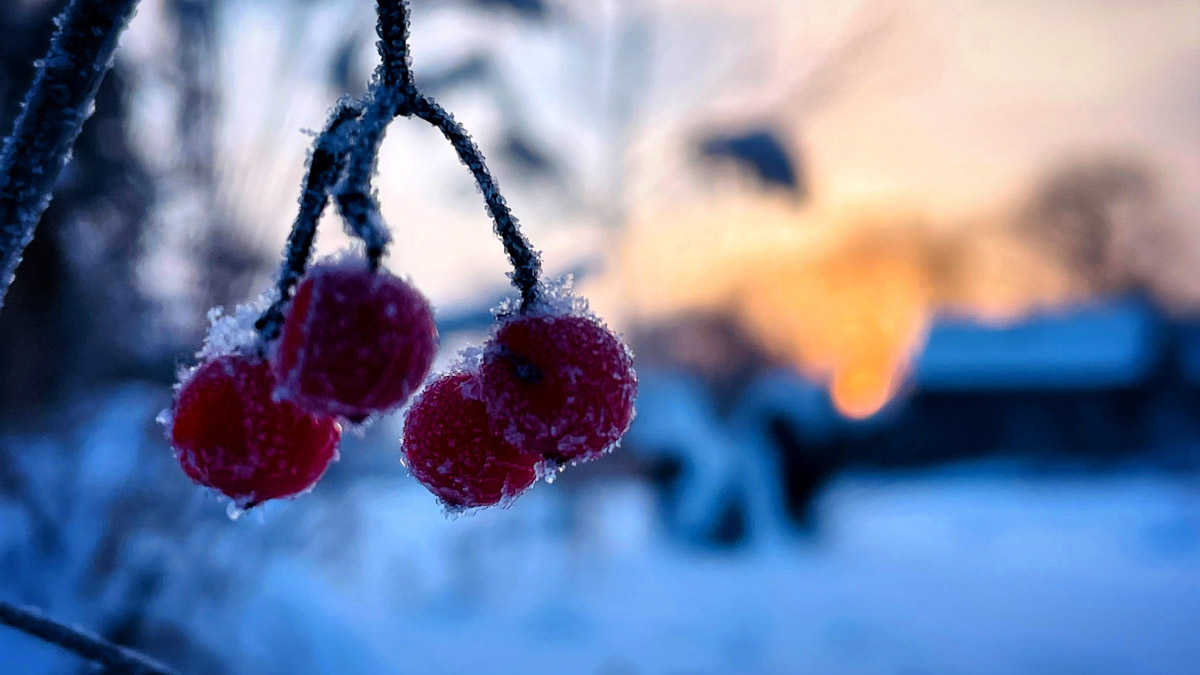 Рыбаки 33-го региона подводят итоги сезона твердой воды. В отличие от прошлого года, на сей раз водоемы Владимирской области трофейными судаками и щуками не порадовали. Сначала долго не мог встать лед, потом закружили метели и ударили морозы. «Ключ-Медиа» узнал, как погода повлияла на клев и попались ли на удочку любителям зимней ловли стоящие экземпляры.