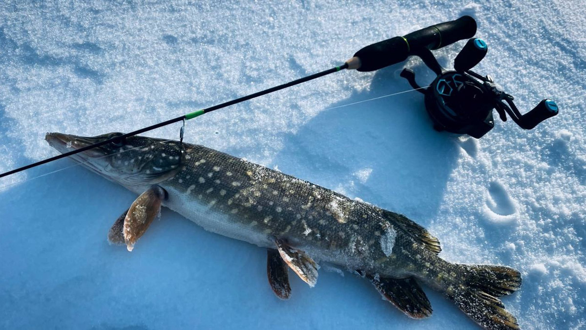 Рыбаки 33-го региона подводят итоги сезона твердой воды. В отличие от прошлого года, на сей раз водоемы Владимирской области трофейными судаками и щуками не порадовали. Сначала долго не мог встать лед, потом закружили метели и ударили морозы. «Ключ-Медиа» узнал, как погода повлияла на клев и попались ли на удочку любителям зимней ловли стоящие экземпляры.