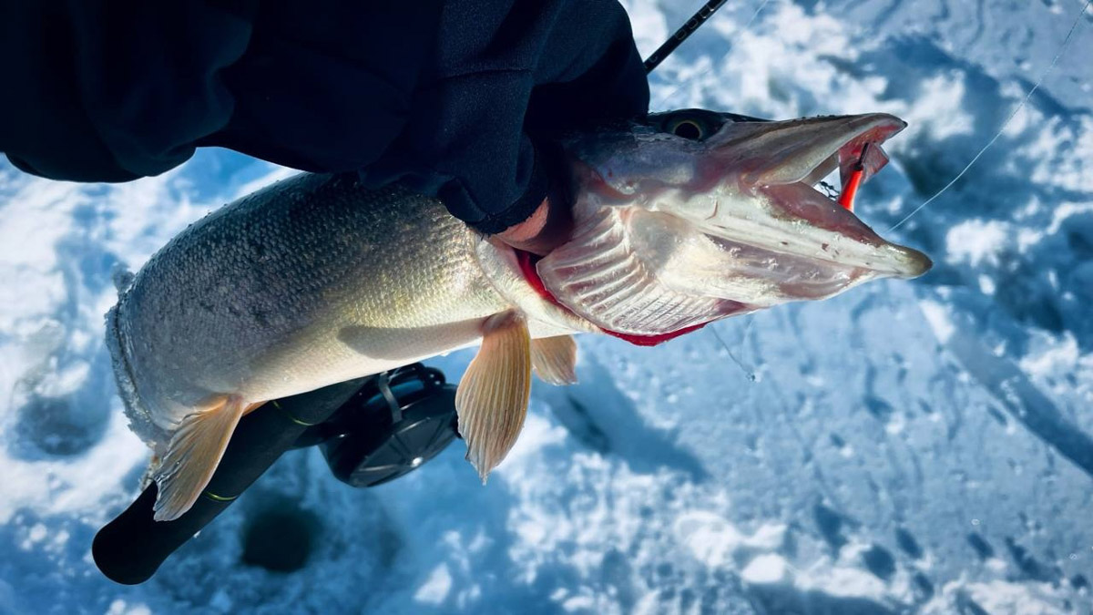 Рыбаки 33-го региона подводят итоги сезона твердой воды. В отличие от прошлого года, на сей раз водоемы Владимирской области трофейными судаками и щуками не порадовали. Сначала долго не мог встать лед, потом закружили метели и ударили морозы. «Ключ-Медиа» узнал, как погода повлияла на клев и попались ли на удочку любителям зимней ловли стоящие экземпляры.
