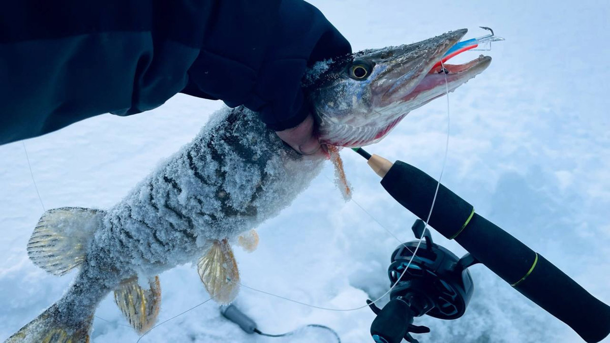 Рыбаки 33-го региона подводят итоги сезона твердой воды. В отличие от прошлого года, на сей раз водоемы Владимирской области трофейными судаками и щуками не порадовали. Сначала долго не мог встать лед, потом закружили метели и ударили морозы. «Ключ-Медиа» узнал, как погода повлияла на клев и попались ли на удочку любителям зимней ловли стоящие экземпляры.