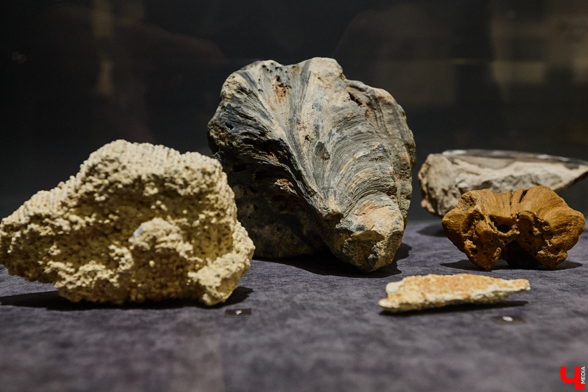 Владимирцам выпал уникальный шанс окунуться в далекое прошлое, за сотни миллионов лет до появления на земле человека. Машина времени работает в Музее природы, где представлены более 220 удивительных находок из каменноугольного, пермского, юрского и мелового периодов, многие из которых обнаружены на территории региона. Именно они послужили образованию известняка — символа владимиро-суздальского белокаменного зодчества.