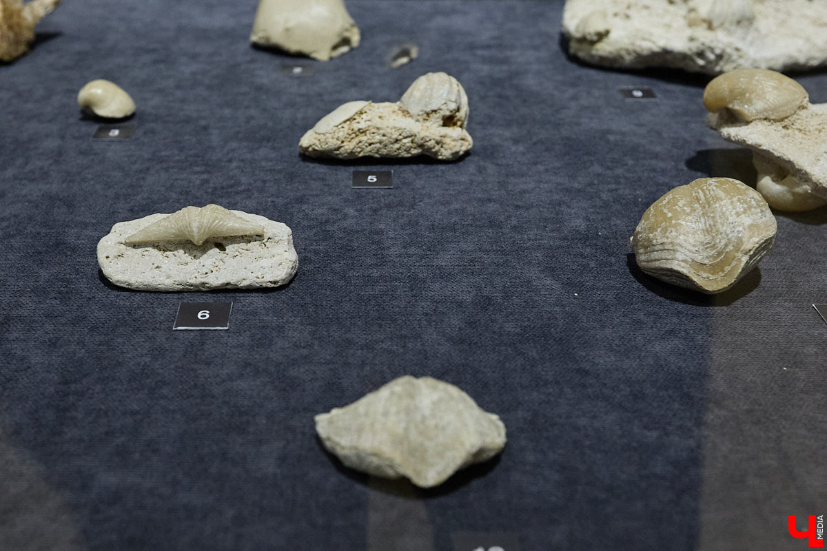 Владимирцам выпал уникальный шанс окунуться в далекое прошлое, за сотни миллионов лет до появления на земле человека. Машина времени работает в Музее природы, где представлены более 220 удивительных находок из каменноугольного, пермского, юрского и мелового периодов, многие из которых обнаружены на территории региона. Именно они послужили образованию известняка — символа владимиро-суздальского белокаменного зодчества.