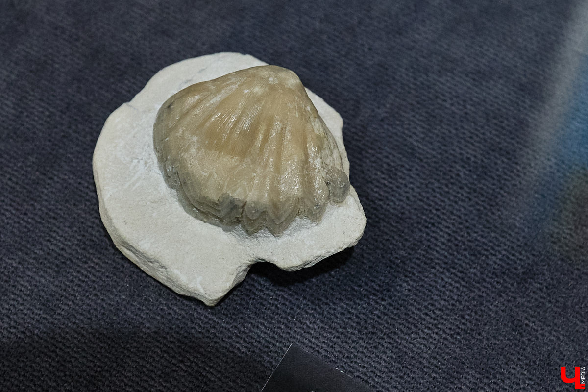 Владимирцам выпал уникальный шанс окунуться в далекое прошлое, за сотни миллионов лет до появления на земле человека. Машина времени работает в Музее природы, где представлены более 220 удивительных находок из каменноугольного, пермского, юрского и мелового периодов, многие из которых обнаружены на территории региона. Именно они послужили образованию известняка — символа владимиро-суздальского белокаменного зодчества.