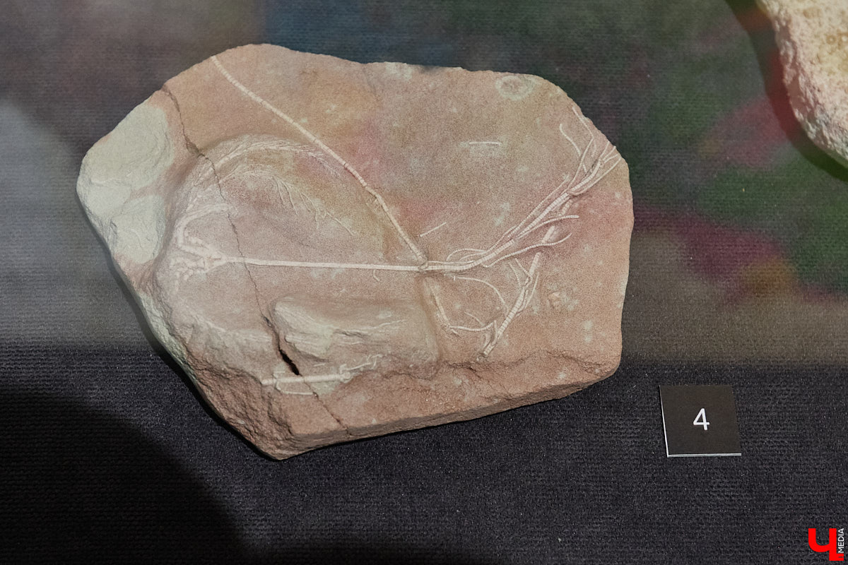 Владимирцам выпал уникальный шанс окунуться в далекое прошлое, за сотни миллионов лет до появления на земле человека. Машина времени работает в Музее природы, где представлены более 220 удивительных находок из каменноугольного, пермского, юрского и мелового периодов, многие из которых обнаружены на территории региона. Именно они послужили образованию известняка — символа владимиро-суздальского белокаменного зодчества.