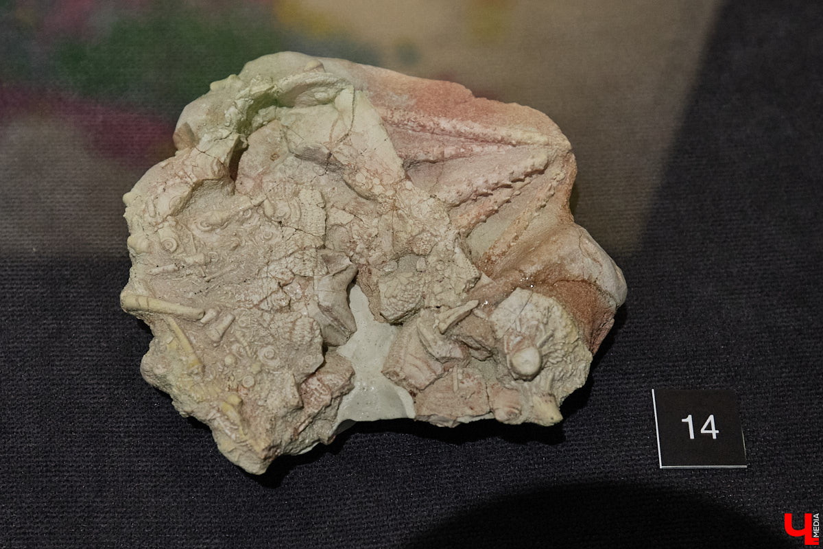 Владимирцам выпал уникальный шанс окунуться в далекое прошлое, за сотни миллионов лет до появления на земле человека. Машина времени работает в Музее природы, где представлены более 220 удивительных находок из каменноугольного, пермского, юрского и мелового периодов, многие из которых обнаружены на территории региона. Именно они послужили образованию известняка — символа владимиро-суздальского белокаменного зодчества.