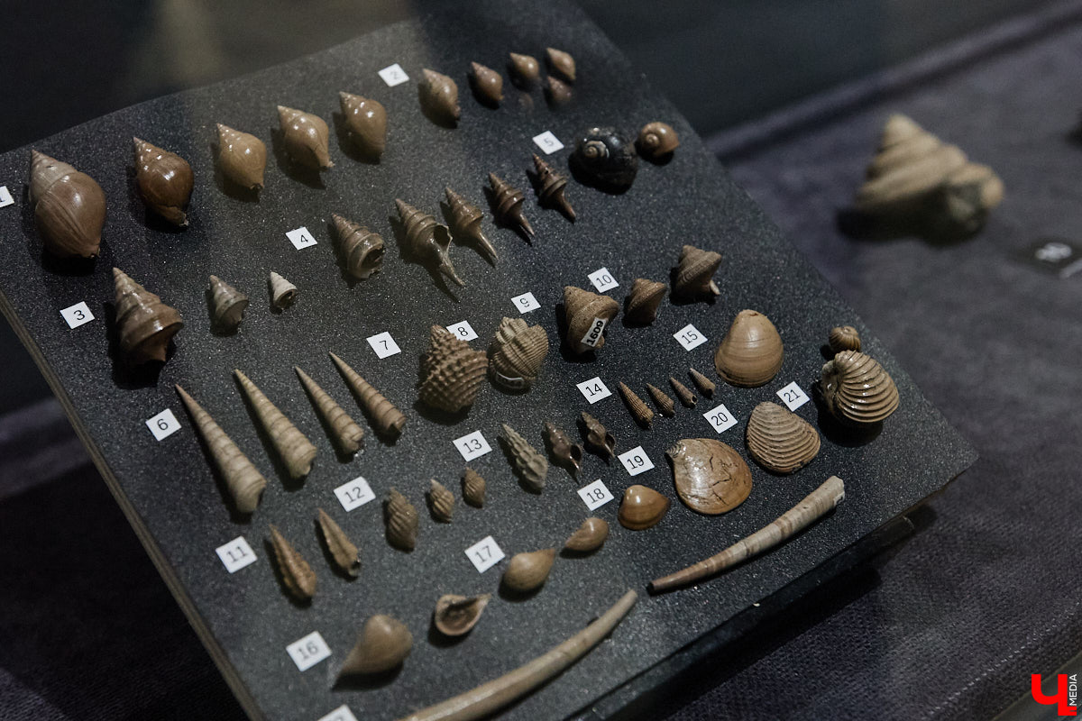 Владимирцам выпал уникальный шанс окунуться в далекое прошлое, за сотни миллионов лет до появления на земле человека. Машина времени работает в Музее природы, где представлены более 220 удивительных находок из каменноугольного, пермского, юрского и мелового периодов, многие из которых обнаружены на территории региона. Именно они послужили образованию известняка — символа владимиро-суздальского белокаменного зодчества.