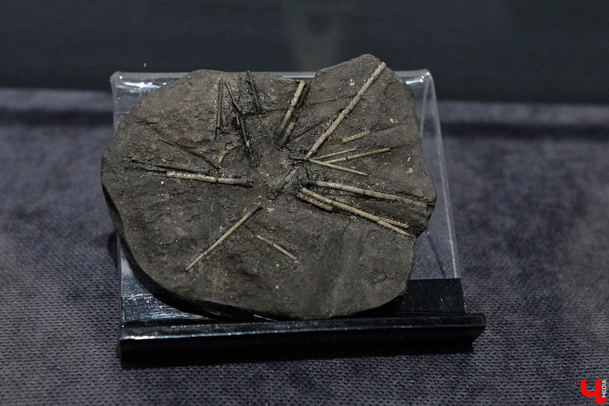 Владимирцам выпал уникальный шанс окунуться в далекое прошлое, за сотни миллионов лет до появления на земле человека. Машина времени работает в Музее природы, где представлены более 220 удивительных находок из каменноугольного, пермского, юрского и мелового периодов, многие из которых обнаружены на территории региона. Именно они послужили образованию известняка — символа владимиро-суздальского белокаменного зодчества.