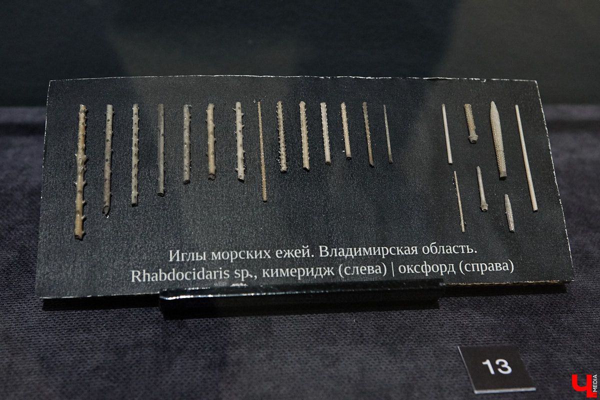 Владимирцам выпал уникальный шанс окунуться в далекое прошлое, за сотни миллионов лет до появления на земле человека. Машина времени работает в Музее природы, где представлены более 220 удивительных находок из каменноугольного, пермского, юрского и мелового периодов, многие из которых обнаружены на территории региона. Именно они послужили образованию известняка — символа владимиро-суздальского белокаменного зодчества.