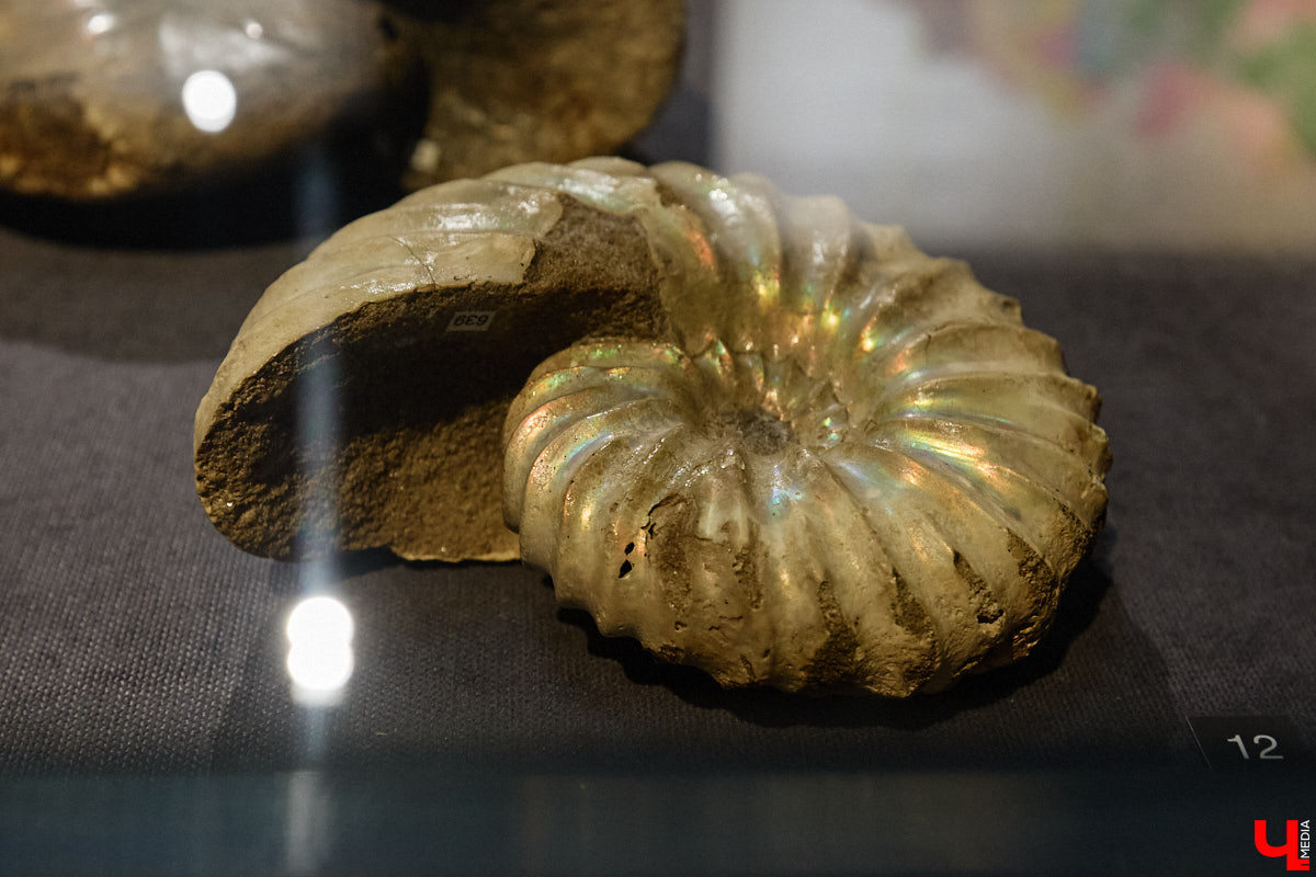 Владимирцам выпал уникальный шанс окунуться в далекое прошлое, за сотни миллионов лет до появления на земле человека. Машина времени работает в Музее природы, где представлены более 220 удивительных находок из каменноугольного, пермского, юрского и мелового периодов, многие из которых обнаружены на территории региона. Именно они послужили образованию известняка — символа владимиро-суздальского белокаменного зодчества.