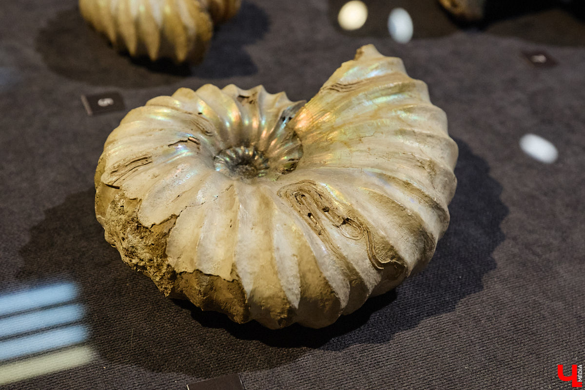 Владимирцам выпал уникальный шанс окунуться в далекое прошлое, за сотни миллионов лет до появления на земле человека. Машина времени работает в Музее природы, где представлены более 220 удивительных находок из каменноугольного, пермского, юрского и мелового периодов, многие из которых обнаружены на территории региона. Именно они послужили образованию известняка — символа владимиро-суздальского белокаменного зодчества.